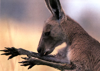 photo of kangaroo victim of Tesco's avarice